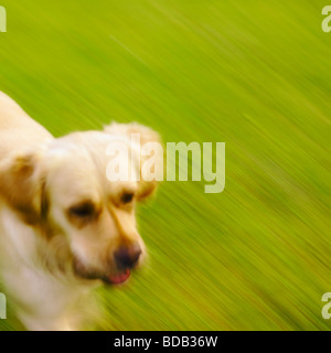 Golden Retriever Blurred Running On Grass. Stock Photo