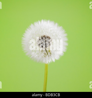 Dandelion Clock (Taraxacum Officinale) - on a green studio background - soft wish flora still life Stock Photo