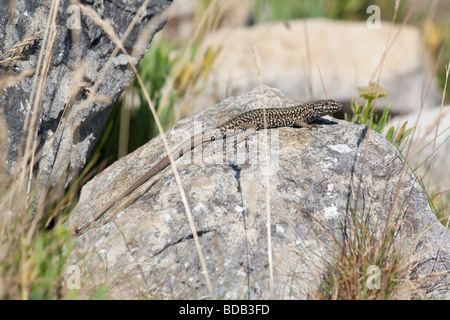 Wall lizard (Podarcis muralis) sunbathing on rocks, Dorset, UK. Stock Photo