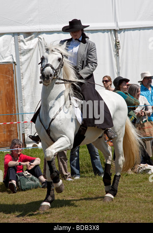 White Lusitano horse doing a dressage demonstration at Hay on Wye Literary Festival Stock Photo