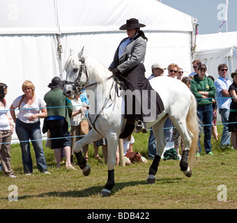 White Lusitano horse doing a dressage demonstration at Hay on Wye Literary Festival Stock Photo