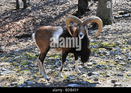 Goat in the wilderness looking at the camera Stock Photo