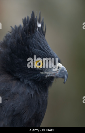 Black Hawk-Eagle (Spizaetus tyrannus) Stock Photo