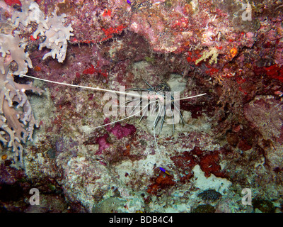 Indonesia Sulawesi Wakatobi National Park painted rock lobster Panulirus versicolor in colourful reef Stock Photo