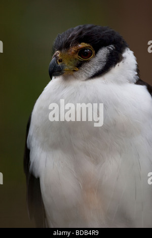 Collared Forest-falcon (Micrastur semitorquatus) Stock Photo