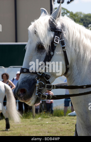 White Lusitano horse doing a dressage demonstration at Hay on Wye Literary Festival Stock Photo