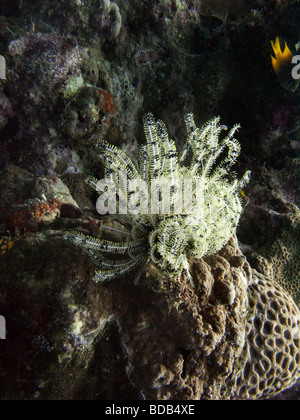 Indonesia Sulawesi Wakatobi National Park Hoga Island underwater crinoid feather star on coral reef Stock Photo