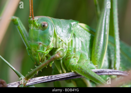 Great Green Bush-cricket (Tettigonia viridissima) closeup Stock Photo
