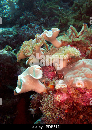 Indonesia Sulawesi Wakatobi National Park underwater colourful hard and soft corals on the reef edge