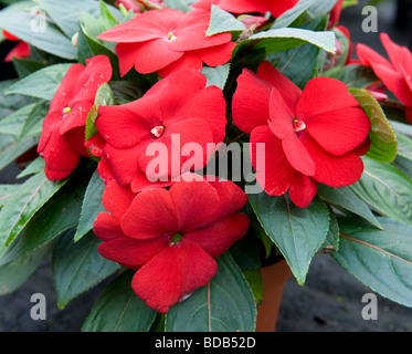 Impatiens Balsam Busy Lizzie New Guinea Group Stock Photo