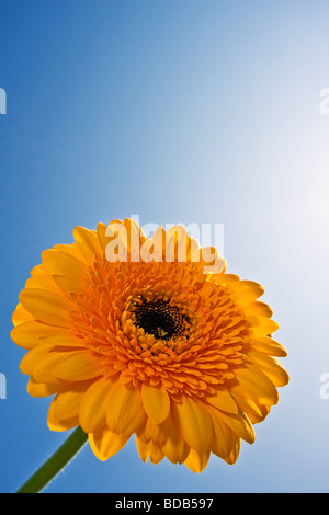Photograph of a yellow gerbera flower against a sunny blue sky. Stock Photo
