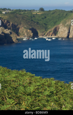 Bracken on the cliffs of Little Sark, with yachts moored in Dixcart Bay behind, Island of Sark, Channel Islands