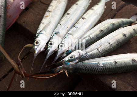 Indonesia Sulawesi Kaledupa Island Ambuea village local fish market small needle fish for sale Stock Photo