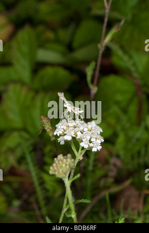 Plume moth sitting on a white flower collecting honey Stock Photo