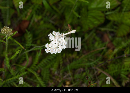 Plume moth sitting on a white flower collecting honey Stock Photo