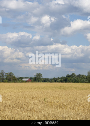 Ripe wheatfield with tree's barn in background Stock Photo