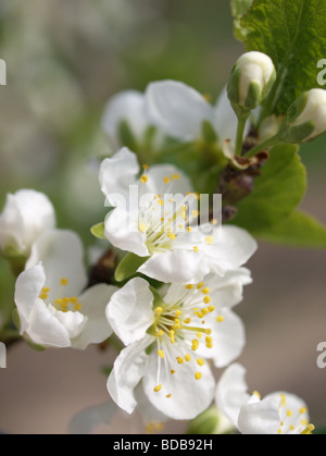 Closeup of apple blossoms Stock Photo
