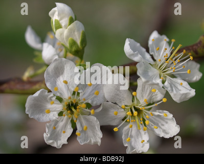 Apple blossom in full bloom macro closeup Stock Photo