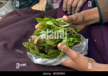 chewing qat (khat), a stimulant plant that is popular in Yemen and