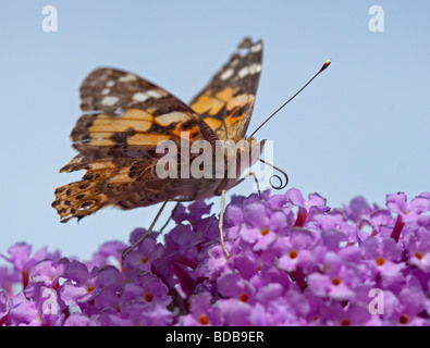 Painted Lady Butterfly (cynthia cardui) on Buddleia Stock Photo