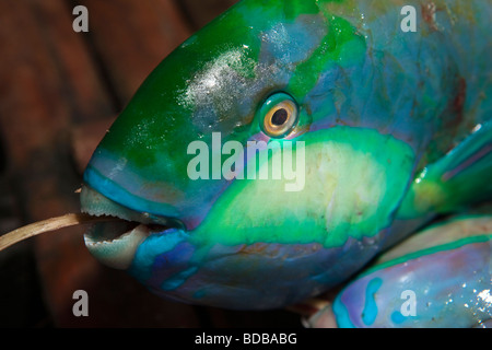 Indonesia Sulawesi Kaledupa Island Ambuea village local fish market parrot fish for sale Stock Photo