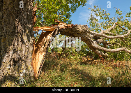 Storm damaged Walnut tree - sud-Touraine, France. Stock Photo