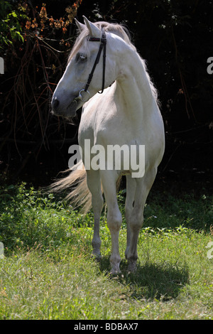 Andalusian horse in darkness park Stock Photo