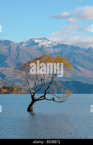 A tree growing in lake Wanaka in New Zealand Stock Photo
