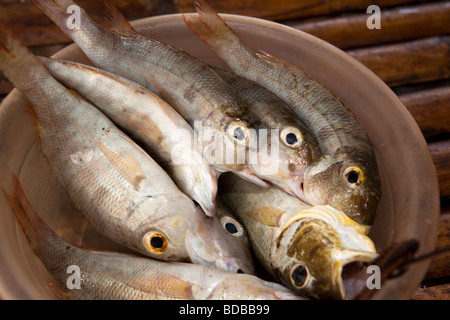 Indonesia Sulawesi Kaledupa Island Ambuea village local fish market plate of fish for sale Stock Photo