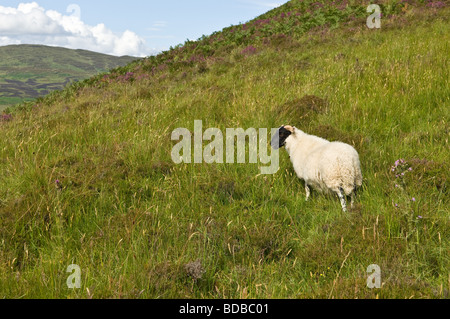 Black face sheep feeding in the Hills around Loch Lomond Stock Photo