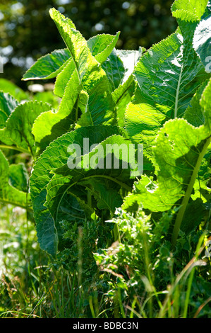 Horseradish plant. Armoracia rusticana growing wild. Stock Photo