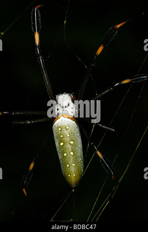 Golden Orb-weaver spider (Nephila clavipes) in the rainforest beside Achiote road, Colon province, Republic of Panama. Stock Photo