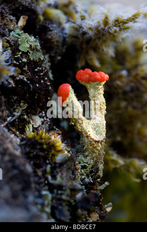 Cladonia floerkeana lichen, also known as English Soldiers, growing on a granite rock in the Cairngorms Stock Photo