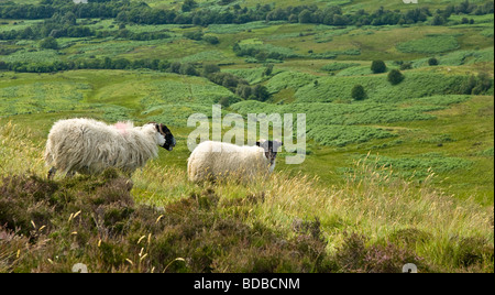 Black face sheep feeding in the Hills around Loch Lomond Stock Photo