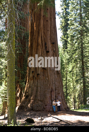 View of huge and tall Coast Redwood tree trunks with two people at bottom of tree in forest of Sequoia National Park California. Stock Photo