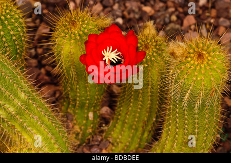 Red Torch cactus in bloom Stock Photo