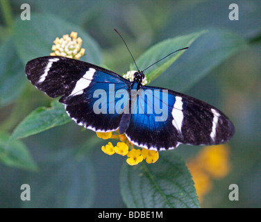 Small Blue Grecian Butterfly (heliconius sara) Stock Photo