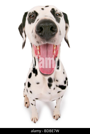 Dalmatian (Canis lupus f. familiaris), Dalmatian panting looking into the camera Stock Photo