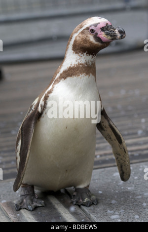 Harrods launch the christmas department Stock Photo