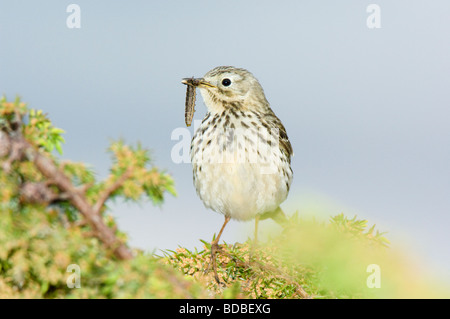 Meadow Pipit, Anthus pratensis, adult perched on a Juniper bush (Juniperus communis), carrying food (insect larva) to nest. Stock Photo