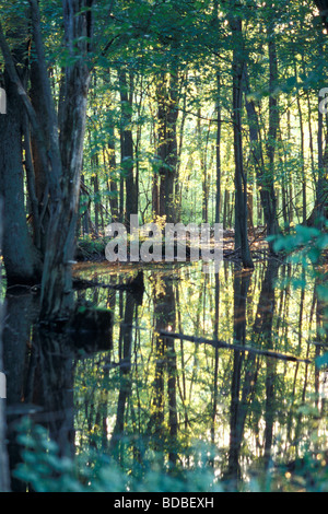 Flooded Forest on a Sunny Day in Summer, Southwestern Ontario, Canada Stock Photo