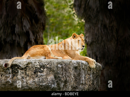 Lioness lying down on rugged large rock surface with dark and green background. Stock Photo