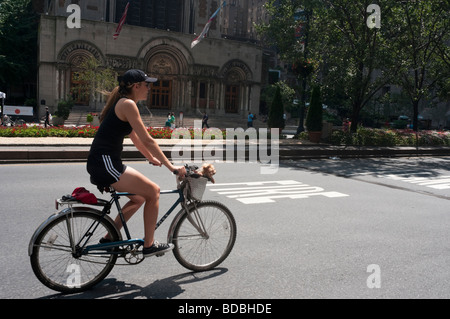 New York, NY - Woman rides a bicycle with her dog in the front basket Stock Photo