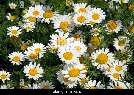White Anacyclus, White Buttons (Anacyclus clavatus), flowering plants Stock Photo