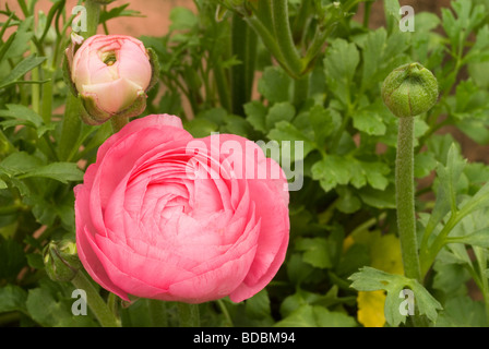 Ranunculus sp, Pink ranuncolo,  Ranuncolaceae