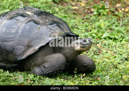 A Galapagos Giant Tortoise walks across the highlands of Santa Cruz. Stock Photo