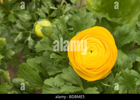 Ranunculus sp, 