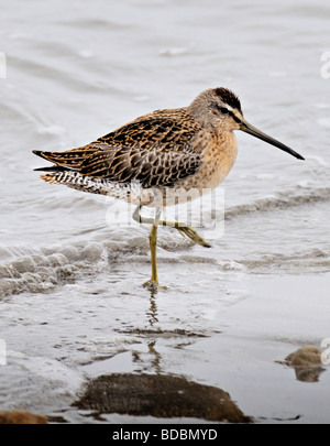 Short Billed Dowitcher - Feeding on Horseshoe crab eggs Limnodromus ...