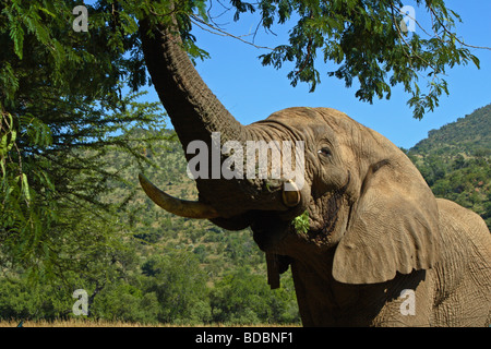 Young bull elephant in musth, eating leaves of an Acacia tree at Kwa Maritane in the Pilanesberg Game Reserve, South Africa Stock Photo