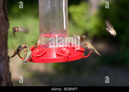 Hummingbirds at a feeder near Clearwater, British Columbia Stock Photo